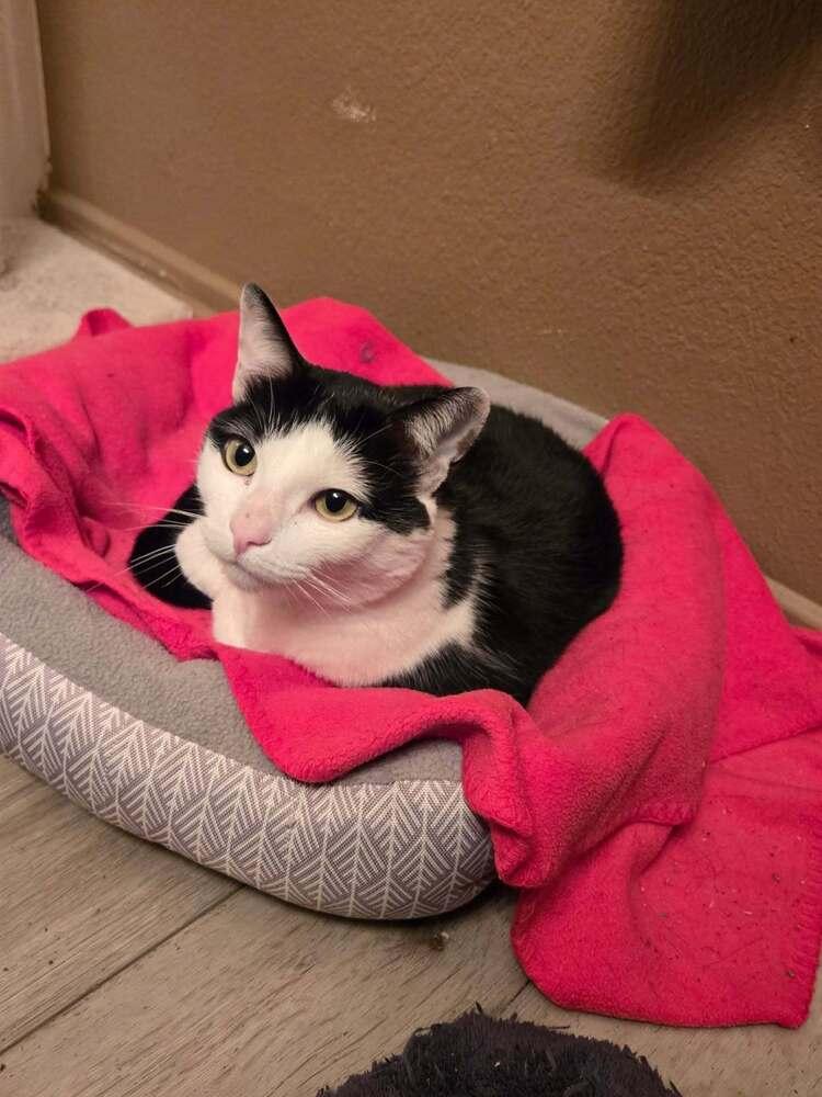 Enlarge Pebbles, a Adoptable mixed breed in sylmar, CA image 2/2