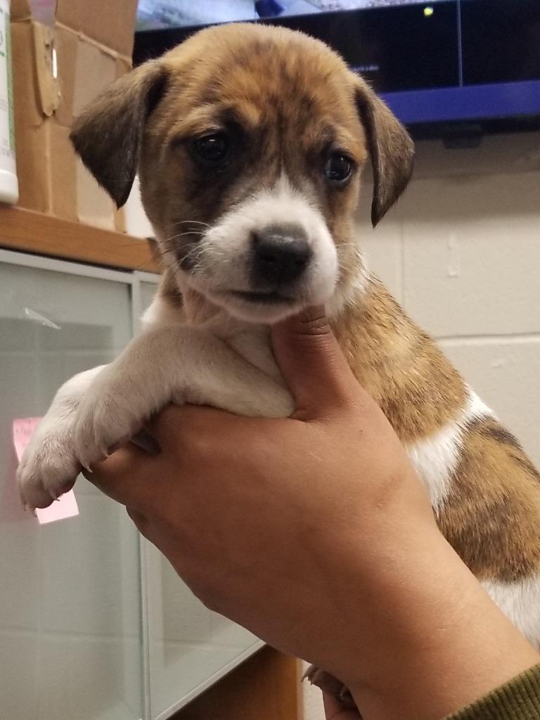 Annie, Adoptable, Puppy Female Mixed Breed.