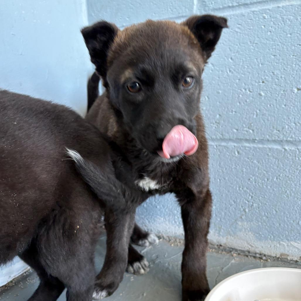 Enlarge Sable, a ADOPTABLE Husky in Crookston, MN image 1/2