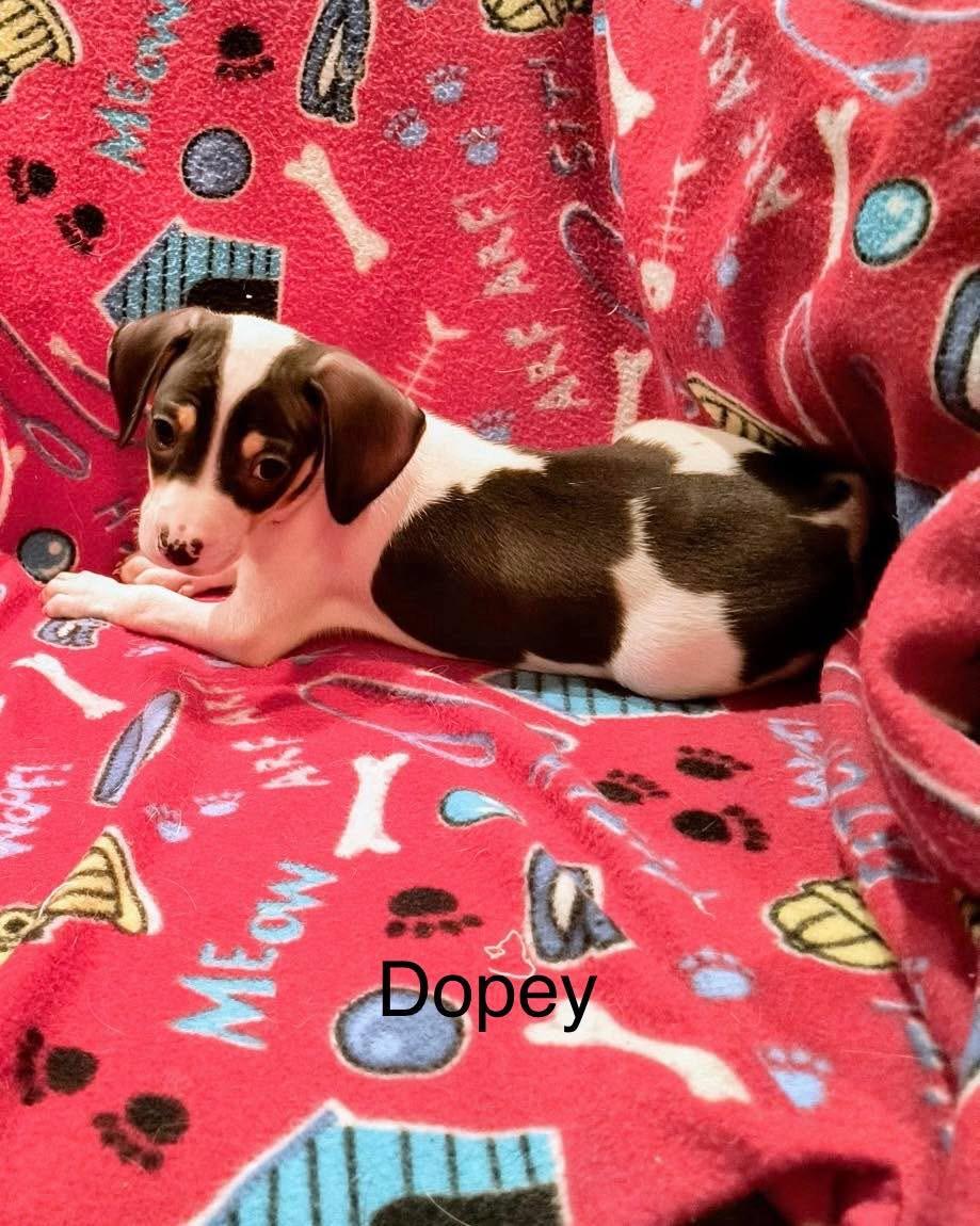 Dopey, ADOPTABLE, Puppy Male Beagle & Miniature Pinscher.