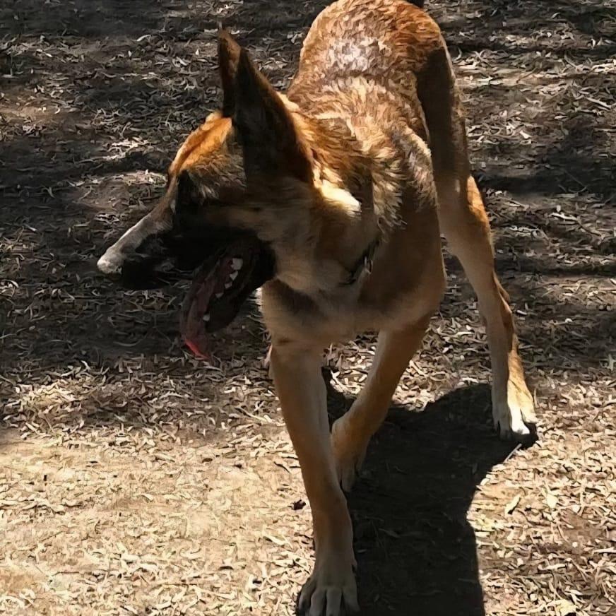 BALOO, a Adoptable German Shepherd Dog in San Juan Capistrano, CA image 4/5