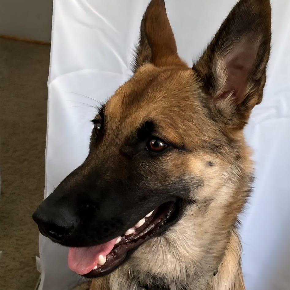 BALOO, a Adoptable German Shepherd Dog in San Juan Capistrano, CA image 3/5