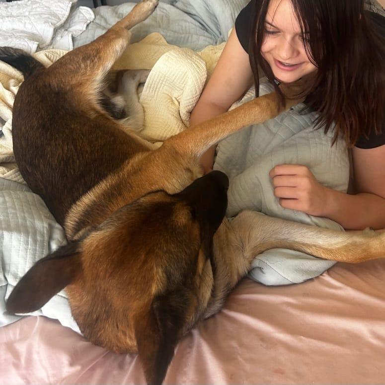 BALOO, a Adoptable German Shepherd Dog in San Juan Capistrano, CA image 5/5