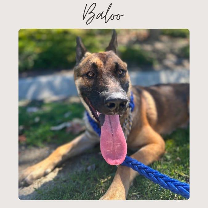 BALOO, Adoptable, Young Male German Shepherd Dog.