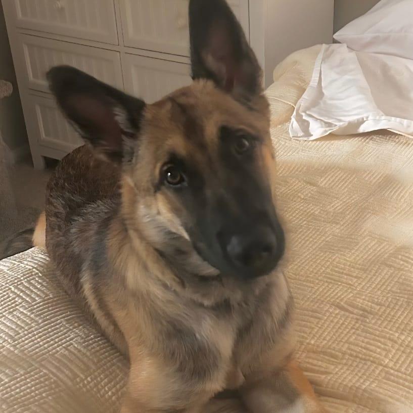 BALOO, a Adoptable German Shepherd Dog in San Juan Capistrano, CA image 2/5