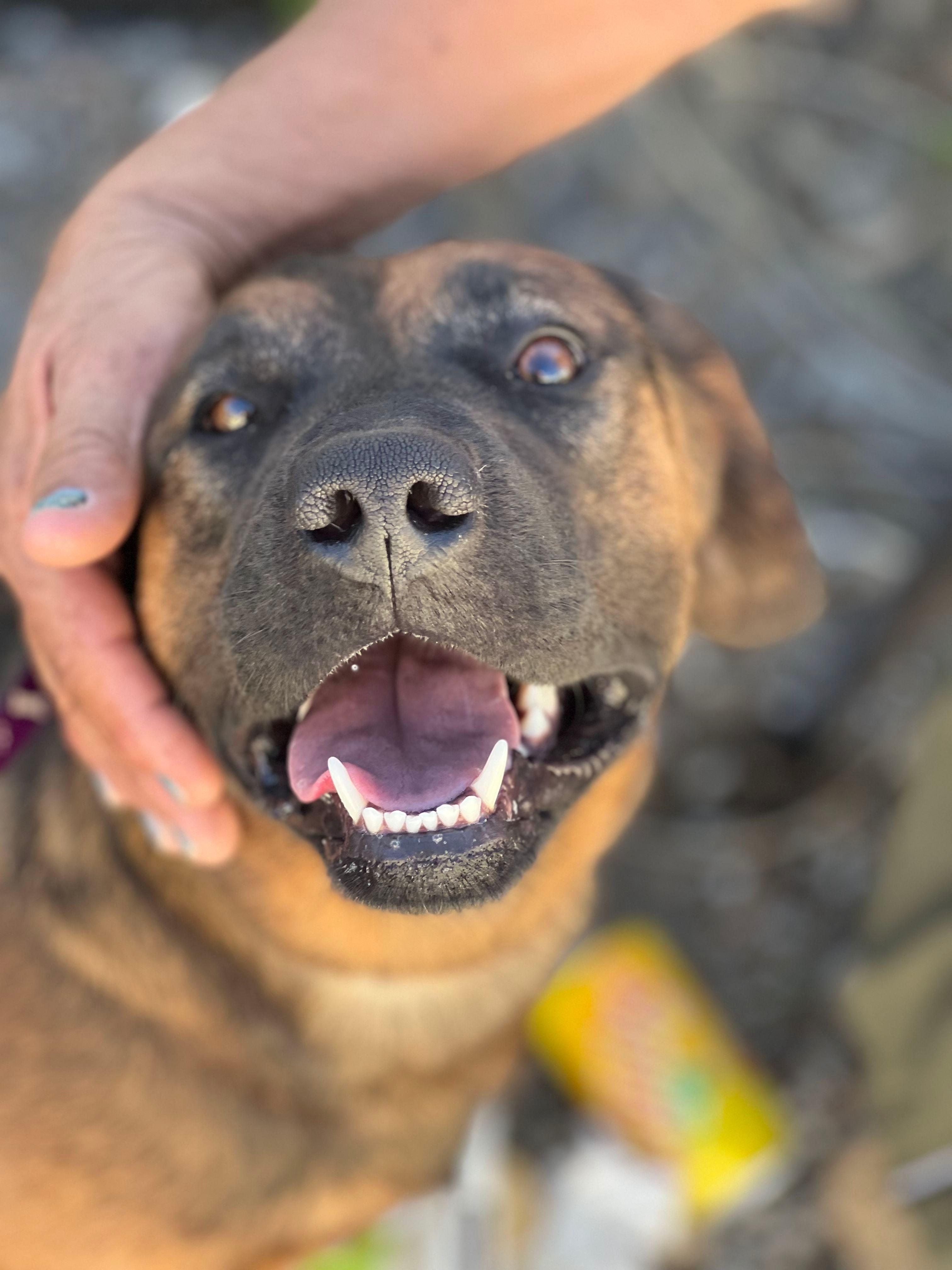 Charla, a Adoptable mixed breed in Bakersfield, CA image 5/6