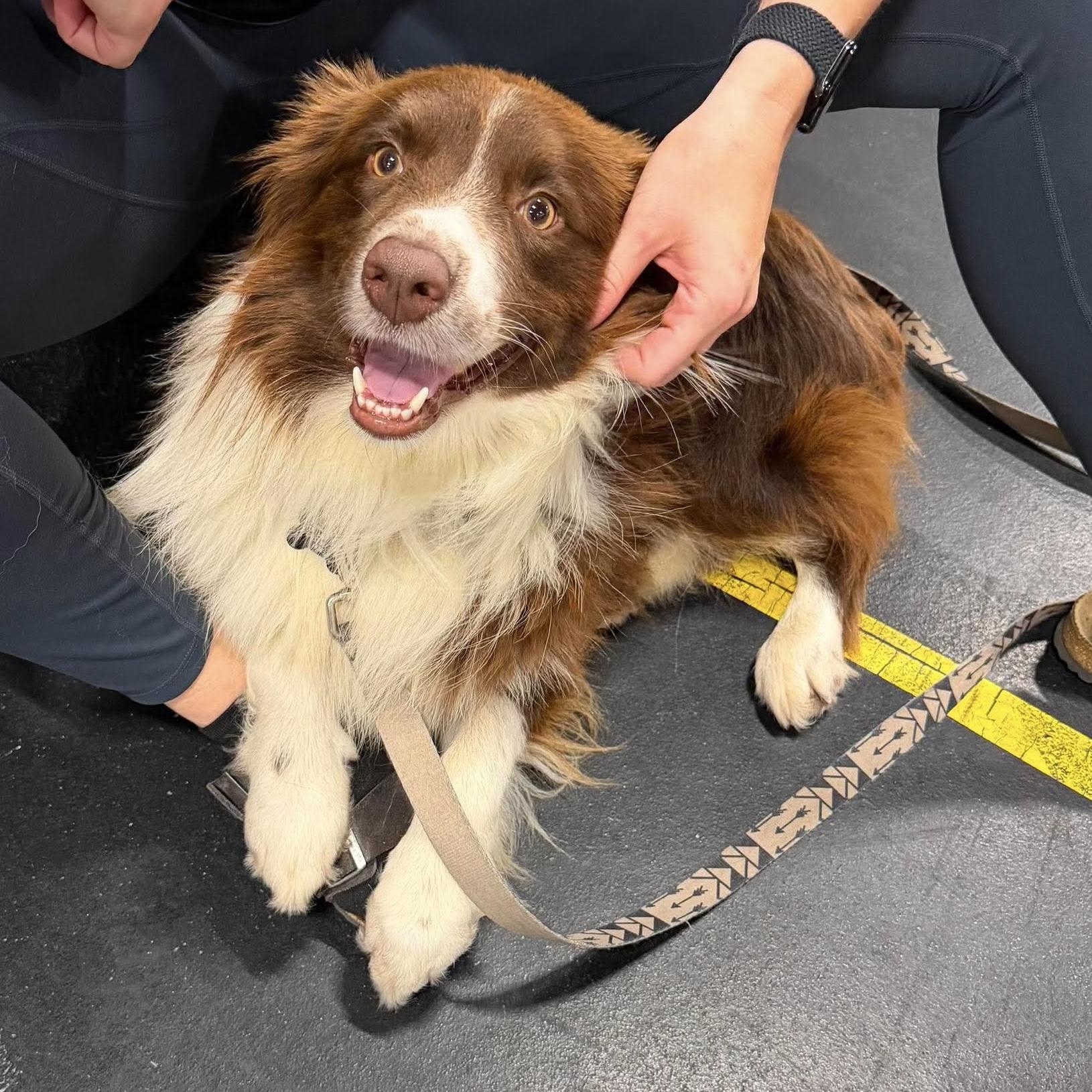 Hamilton, ADOPTABLE, Adult Male Australian Shepherd.