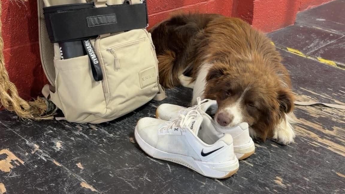 Hamilton, a ADOPTABLE Australian Shepherd in Alexandria, VA image 5/5