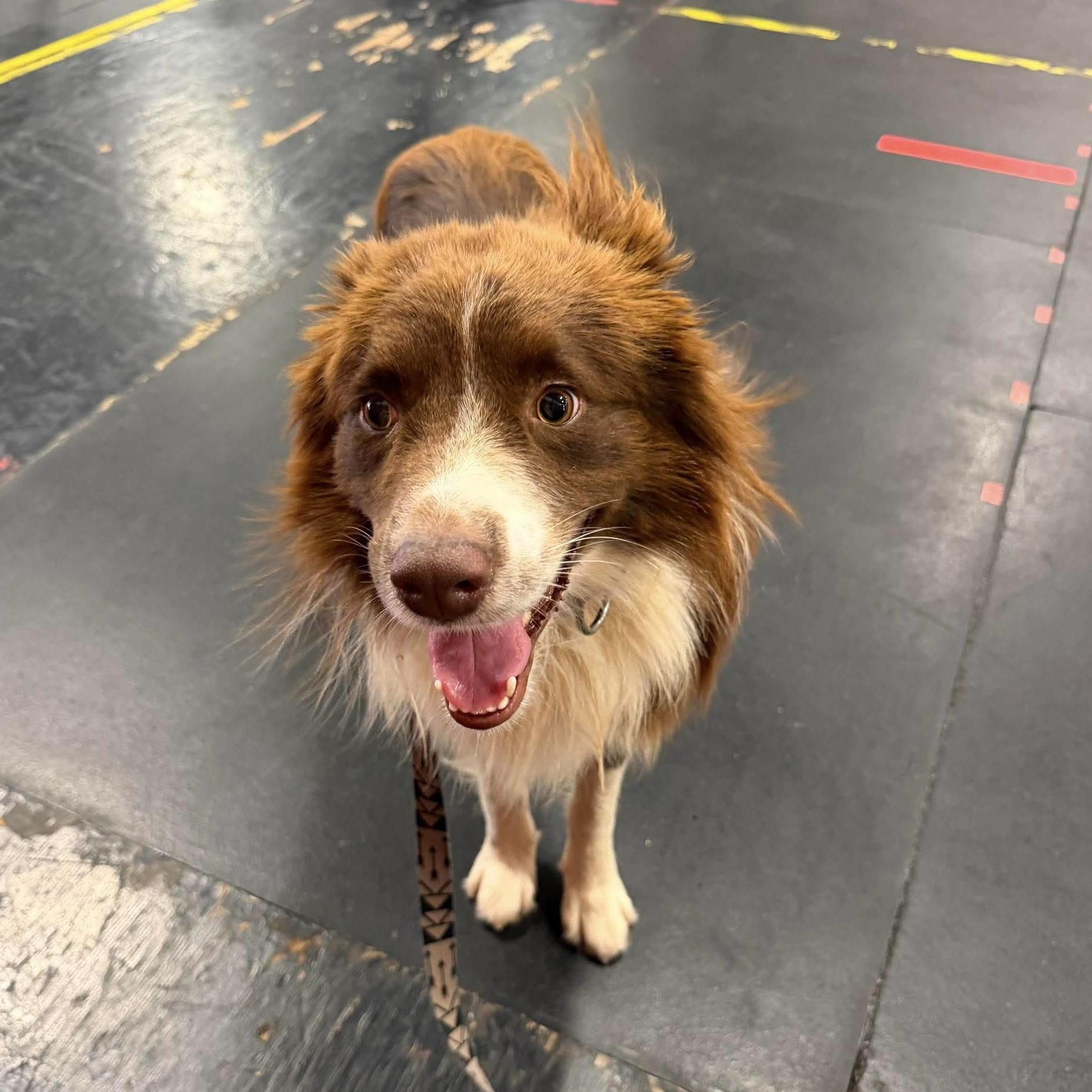 Hamilton, a ADOPTABLE Australian Shepherd in Alexandria, VA image 3/5