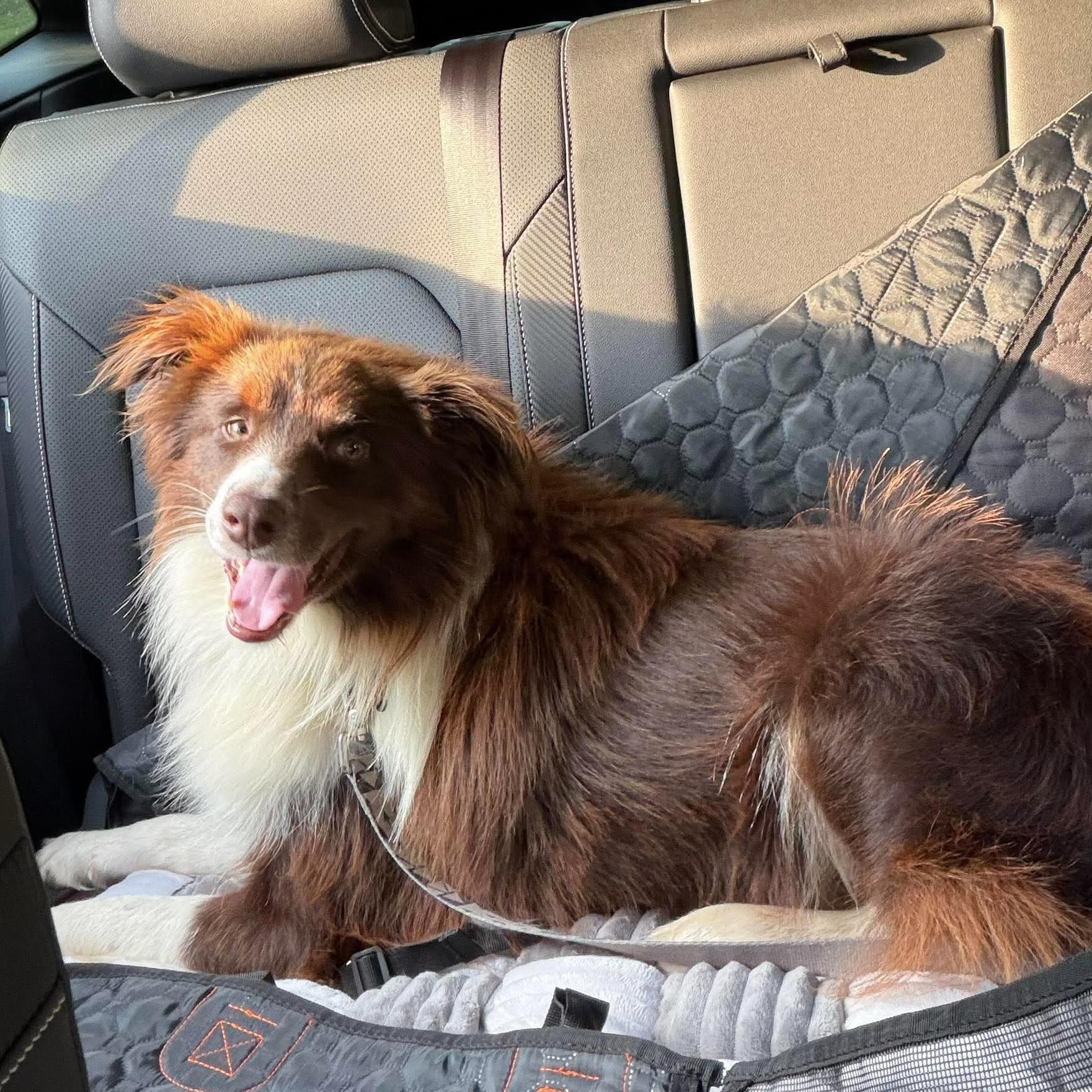 Hamilton, a ADOPTABLE Australian Shepherd in Alexandria, VA image 4/5