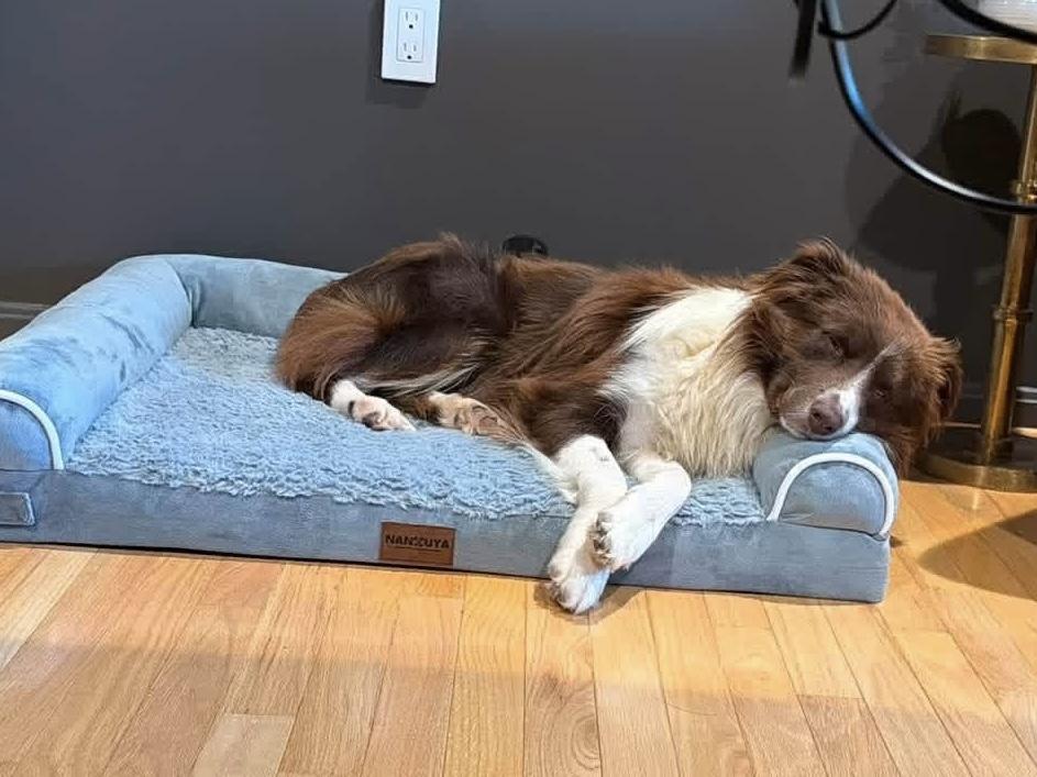 Hamilton, a ADOPTABLE Australian Shepherd in Alexandria, VA image 2/5
