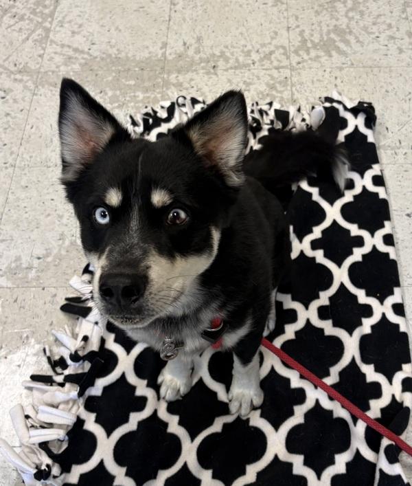 *Borealis*, Adoptable, Young Male Siberian Husky & Pomeranian.