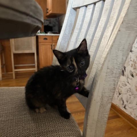Enlarge Reese, a Adoptable Domestic Medium Hair in Walnut Cove, NC image 1/6