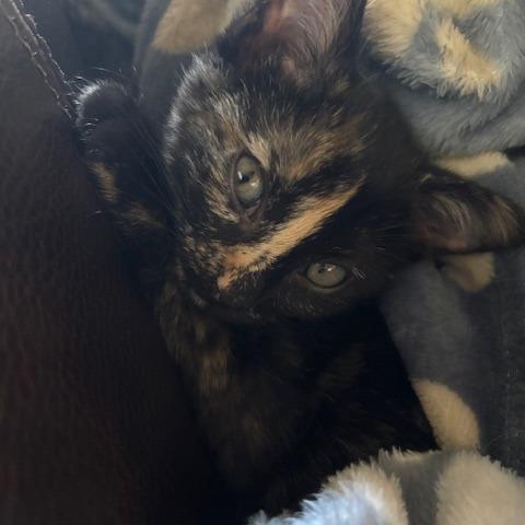 Enlarge Reese, a Adoptable Domestic Medium Hair in Walnut Cove, NC image 2/6