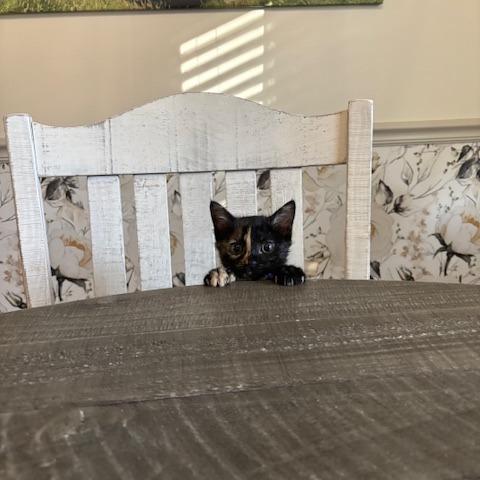 Enlarge Reese, a Adoptable Domestic Medium Hair in Walnut Cove, NC image 3/6