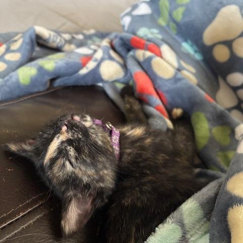 Enlarge Reese, a Adoptable Domestic Medium Hair in Walnut Cove, NC image 4/6