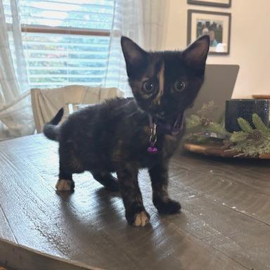 Enlarge Reese, a Adoptable Domestic Medium Hair in Walnut Cove, NC image 5/6