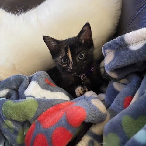 Enlarge Reese, a Adoptable Domestic Medium Hair in Walnut Cove, NC image 6/6