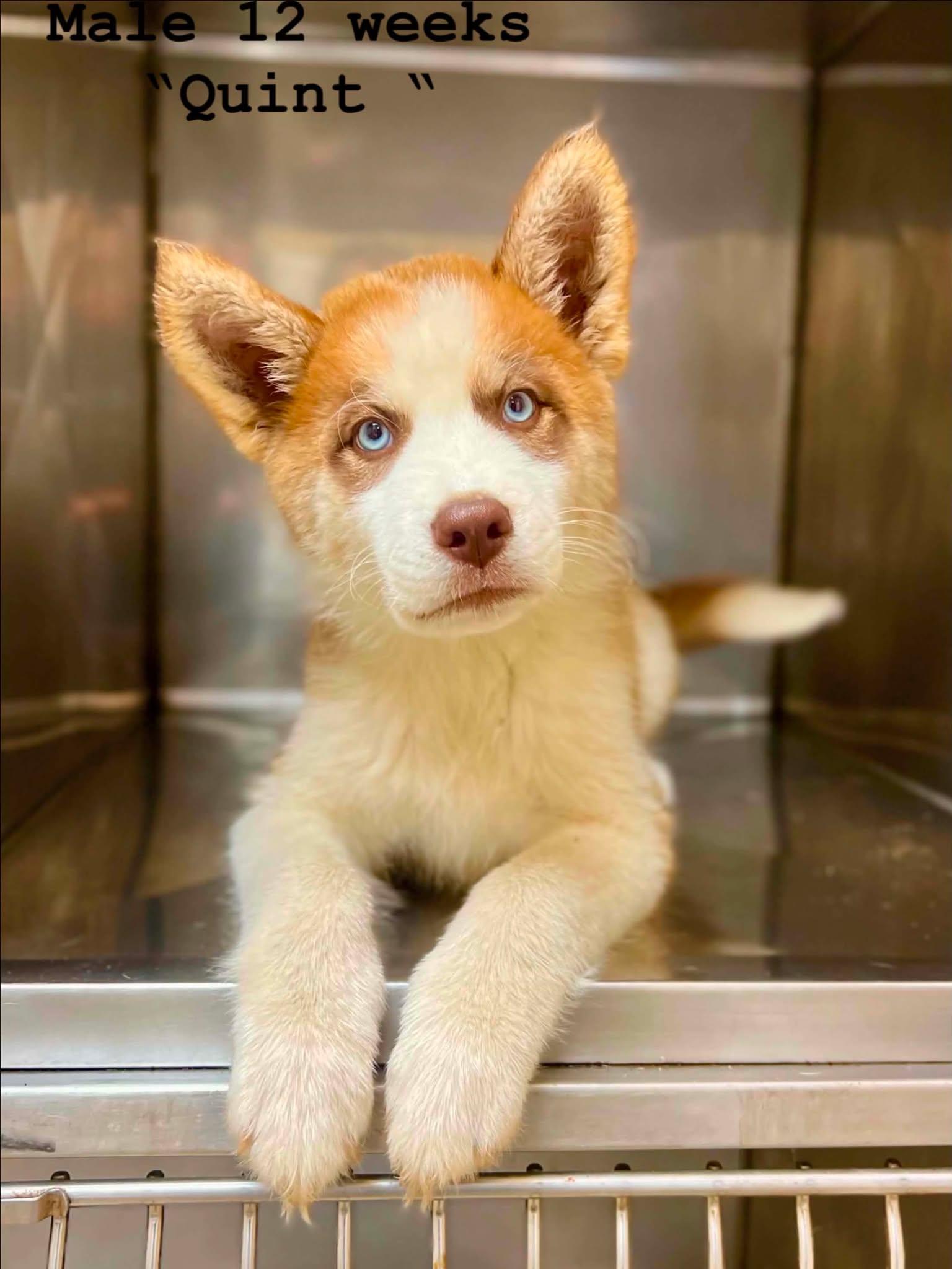 Enlarge Quint, an adopted Husky in Fort Payne, AL image 1/1