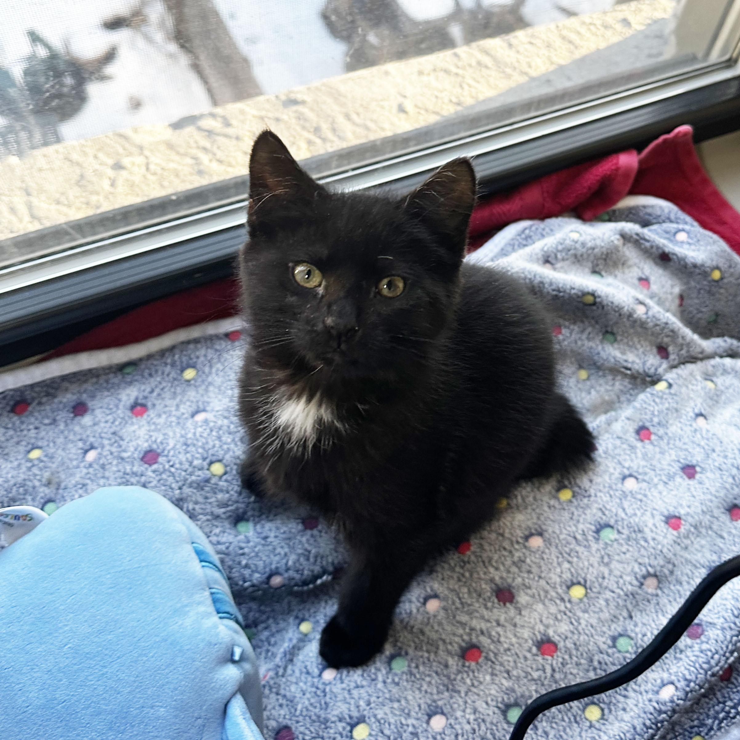 Enlarge Shock, a ADOPTABLE Domestic Short Hair in BROOKLYN, NY image 2/6