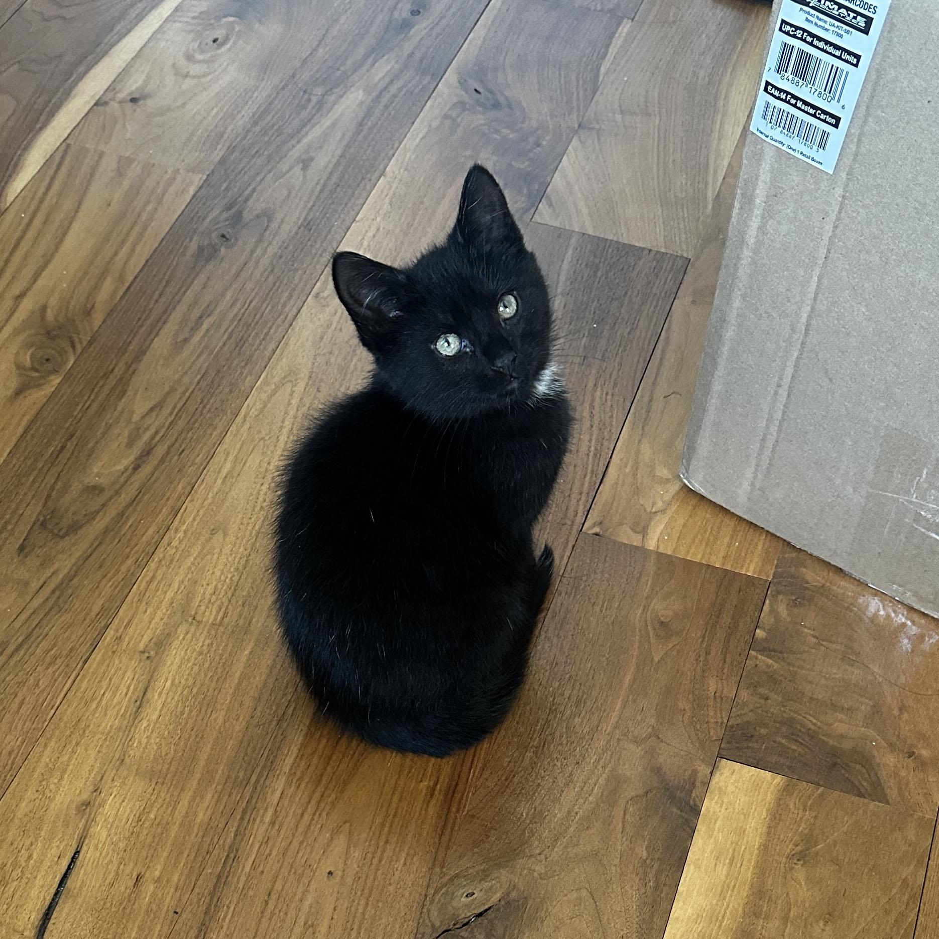 Enlarge Shock, a ADOPTABLE Domestic Short Hair in BROOKLYN, NY image 4/6