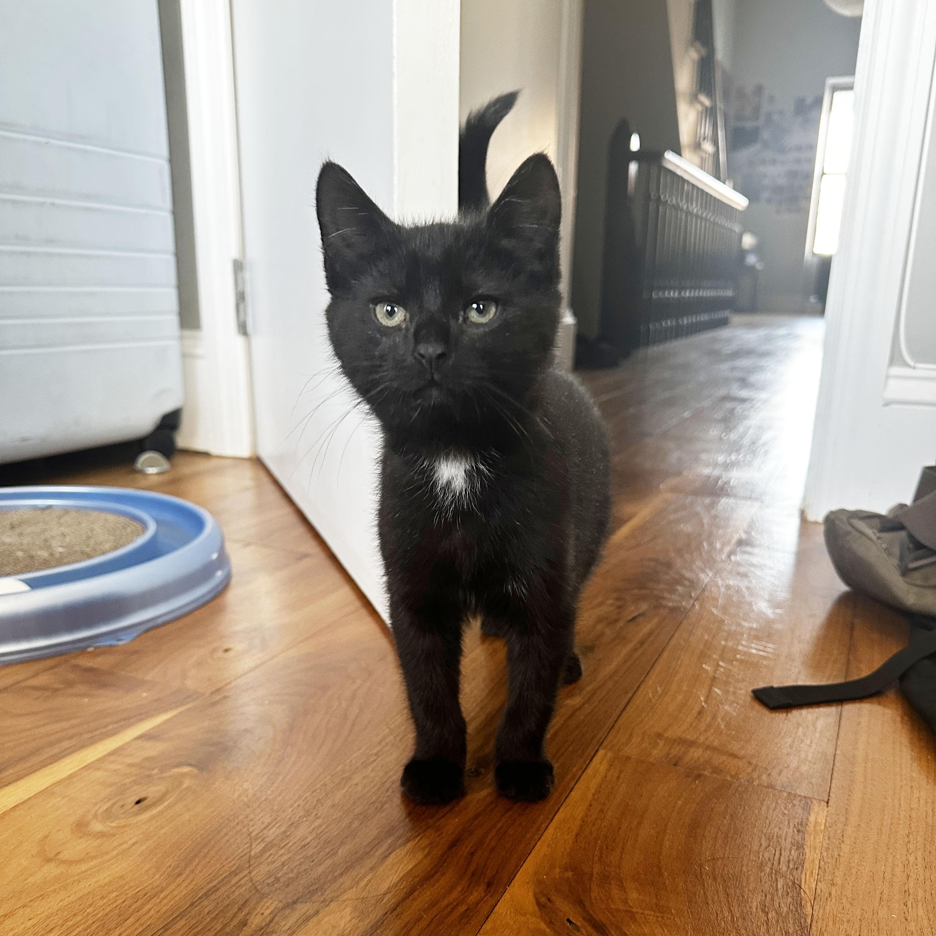 Shock, ADOPTABLE, Kitten Male Domestic Short Hair.
