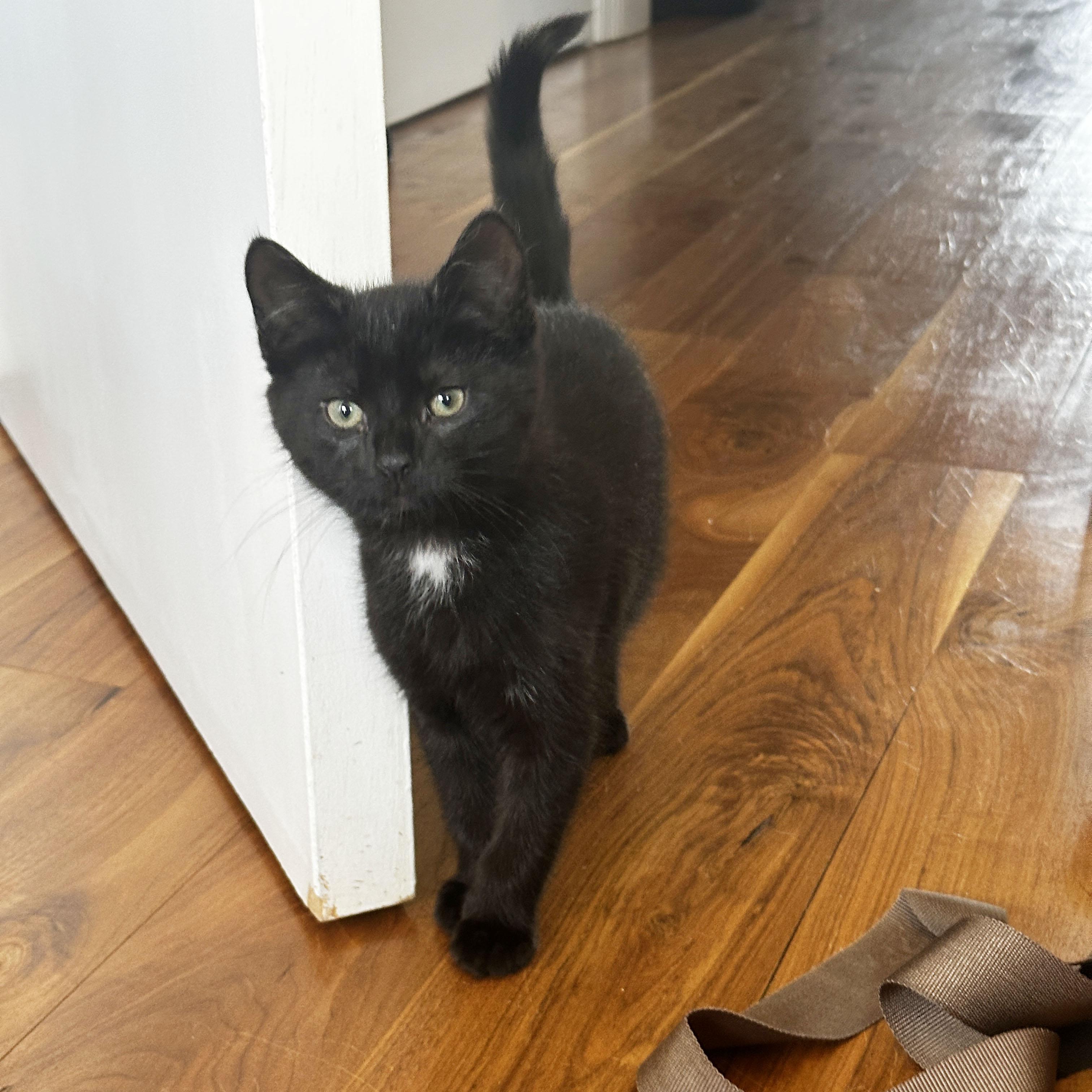 Enlarge Shock, a ADOPTABLE Domestic Short Hair in BROOKLYN, NY image 5/6