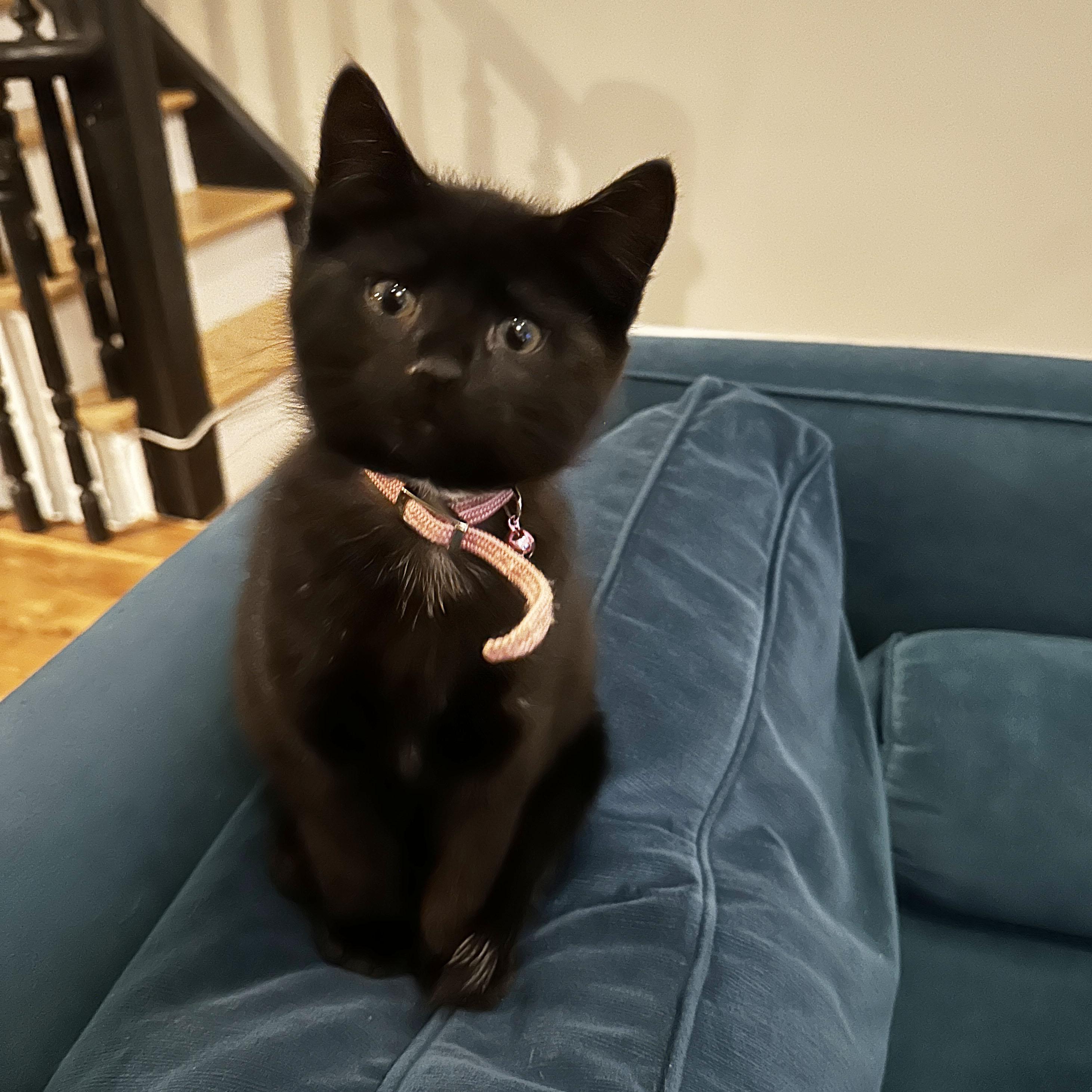 Enlarge Shock, a ADOPTABLE Domestic Short Hair in BROOKLYN, NY image 6/6