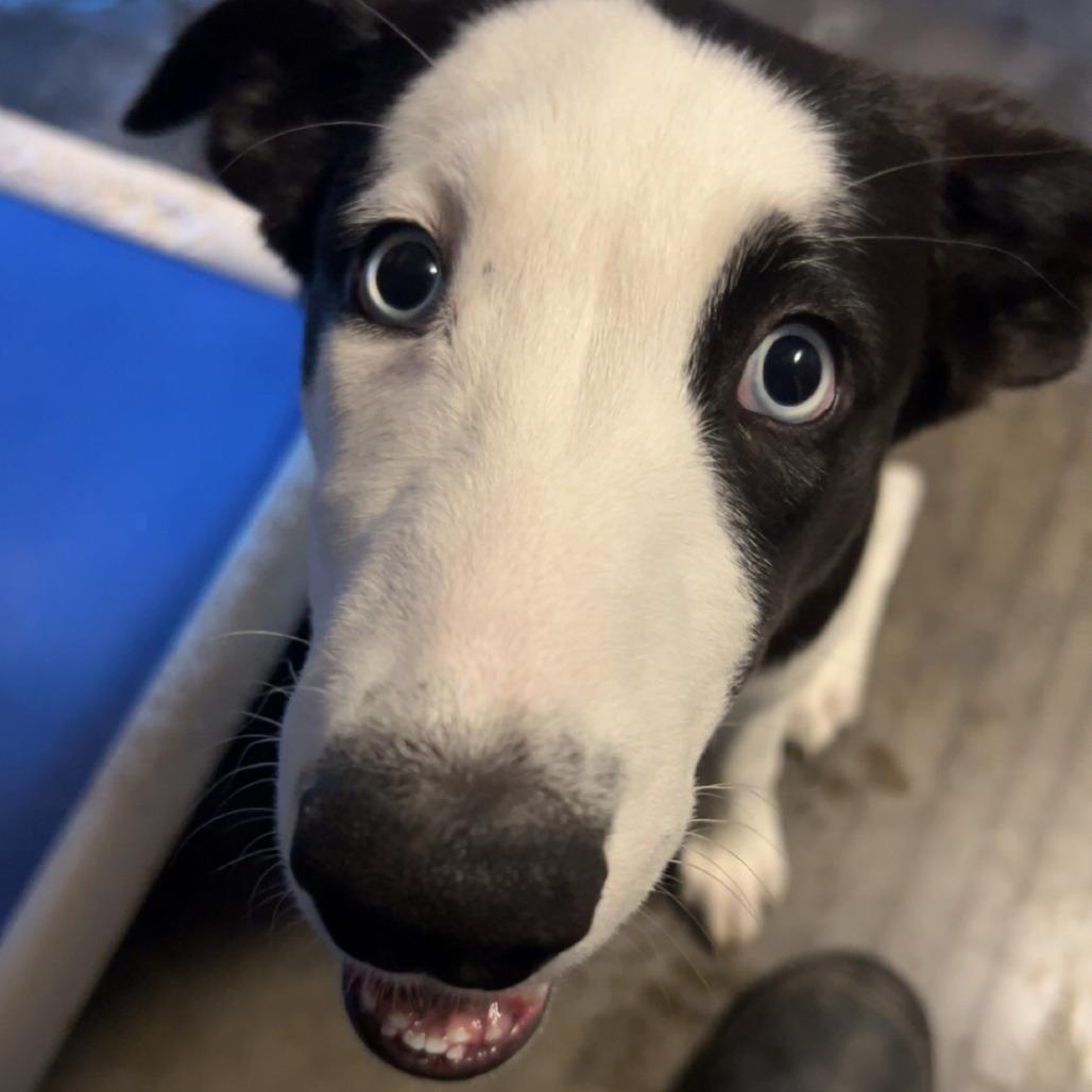 Perdi, Adoptable, Puppy Female Border Collie & Husky.