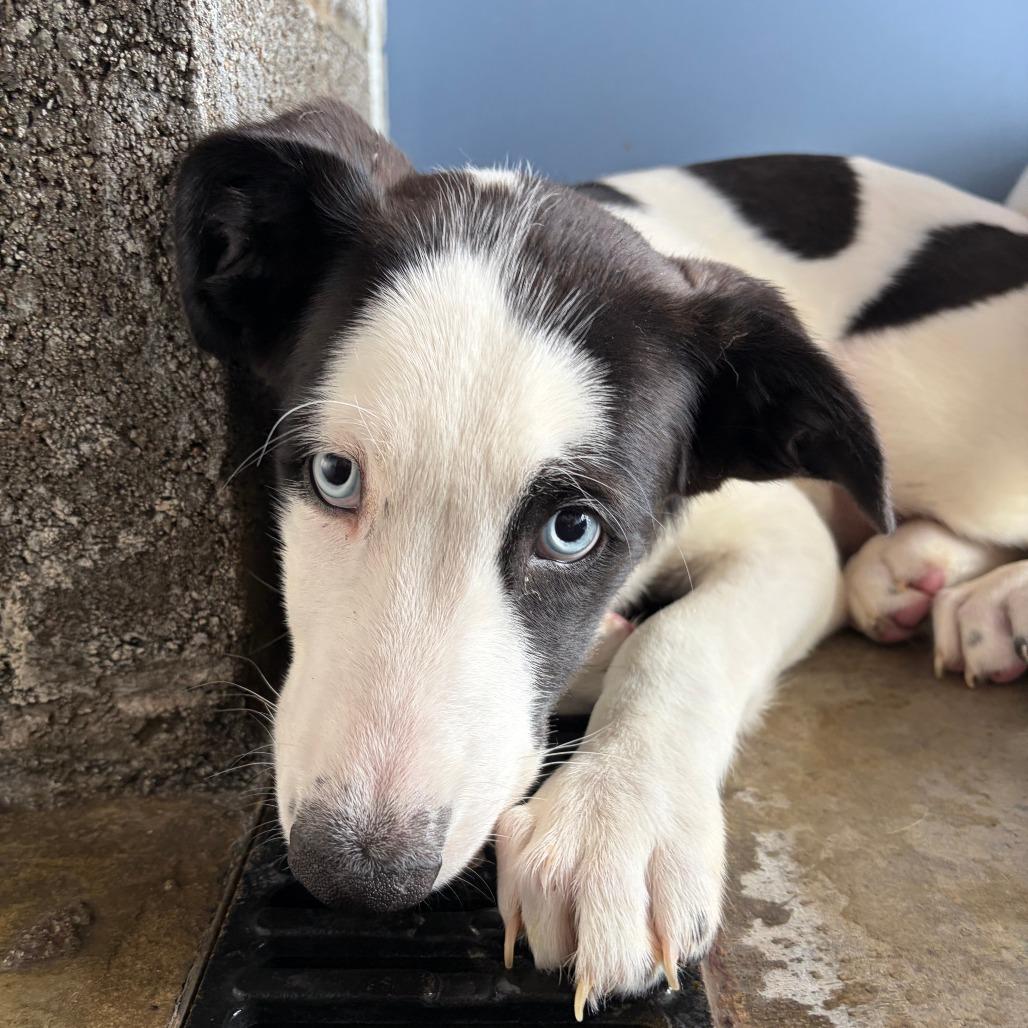 Enlarge Perdi, a Adoptable mixed breed in Show Low, AZ image 2/2
