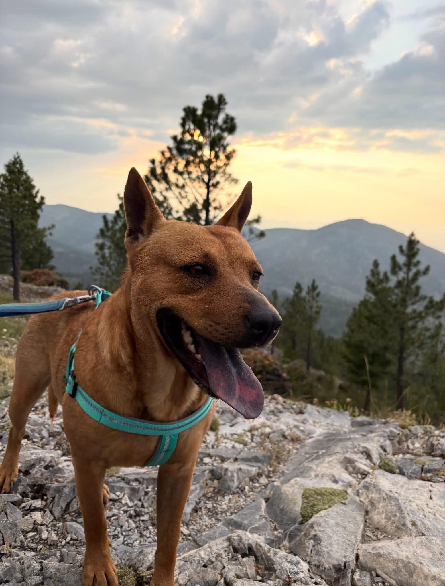 Emerald, adoptable, Young Female Mixed Breed.