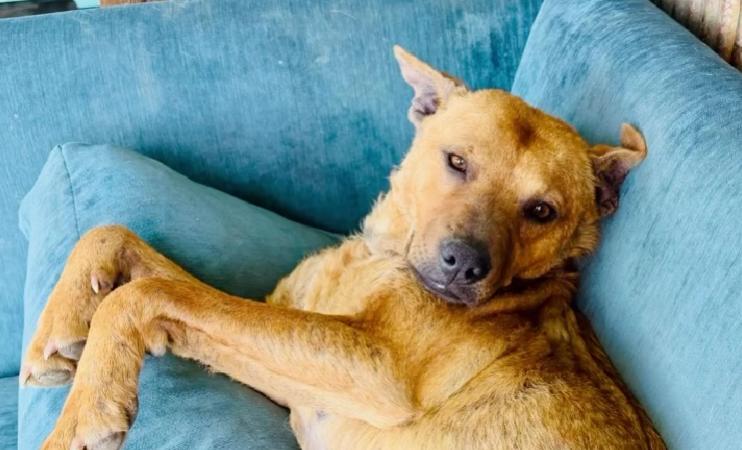 Emerald, ADOPTABLE, Young Female Mixed Breed.