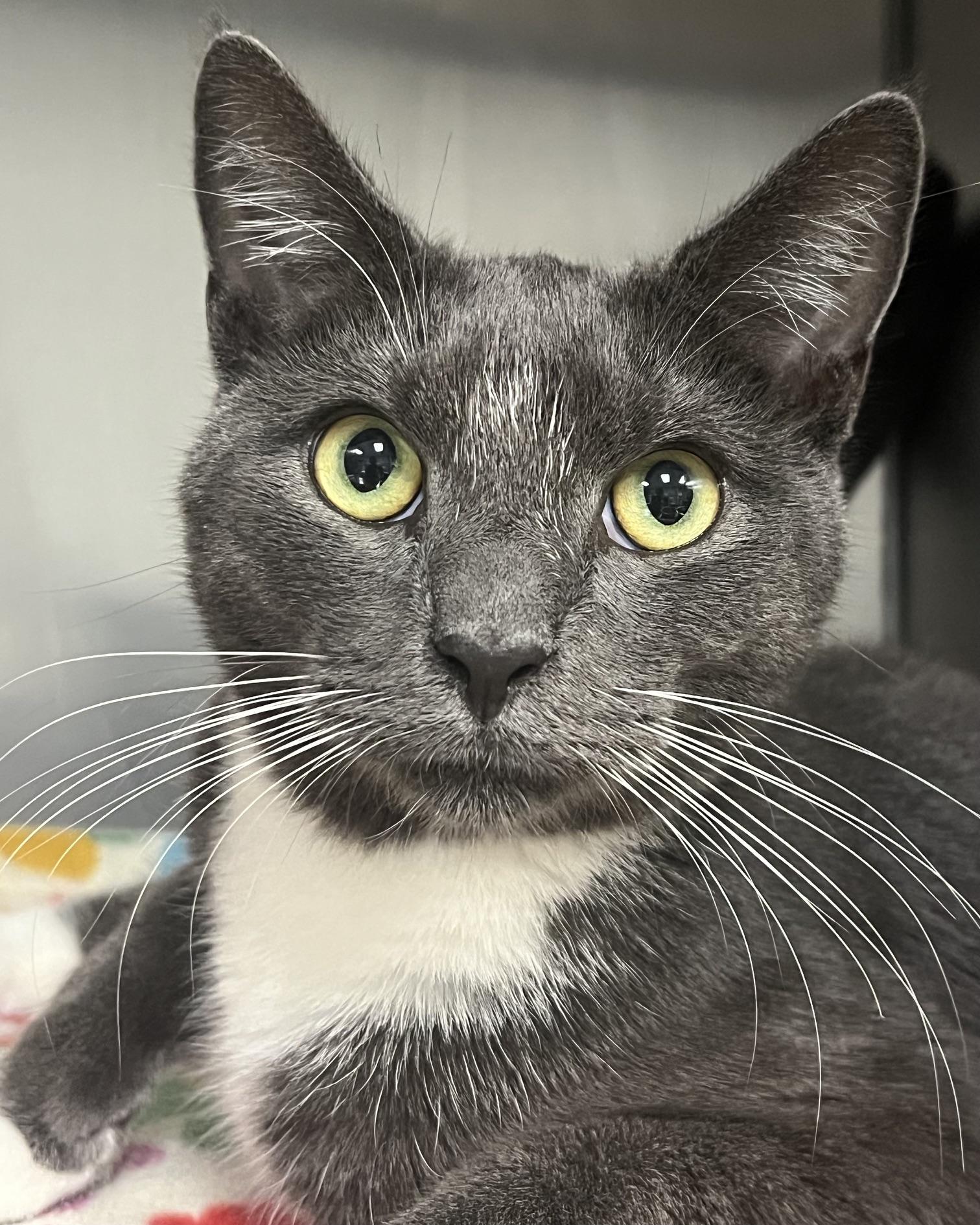 Enlarge Joe, a Adopted Domestic Short Hair in Johnston, RI image 1/6