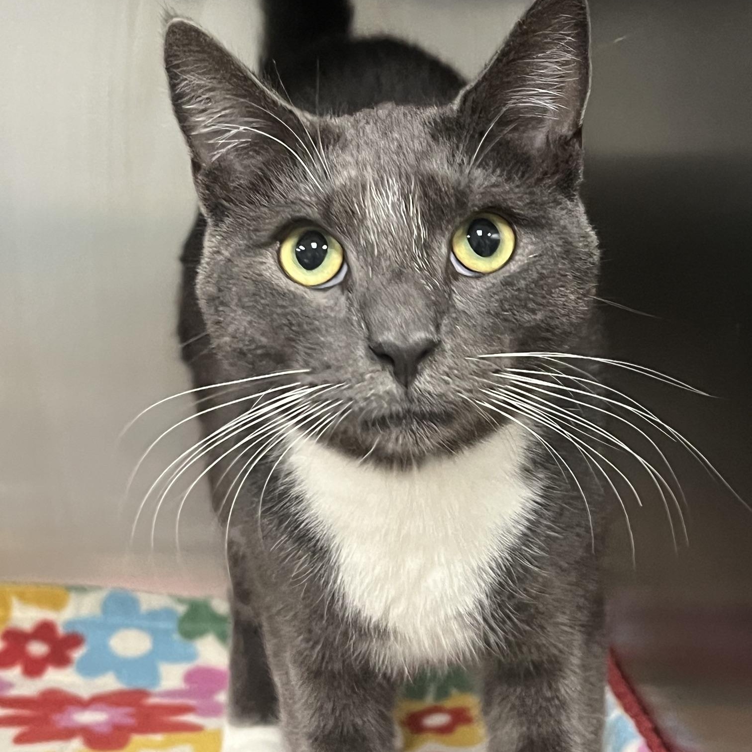 Enlarge Joe, a Adopted Domestic Short Hair in Johnston, RI image 4/6