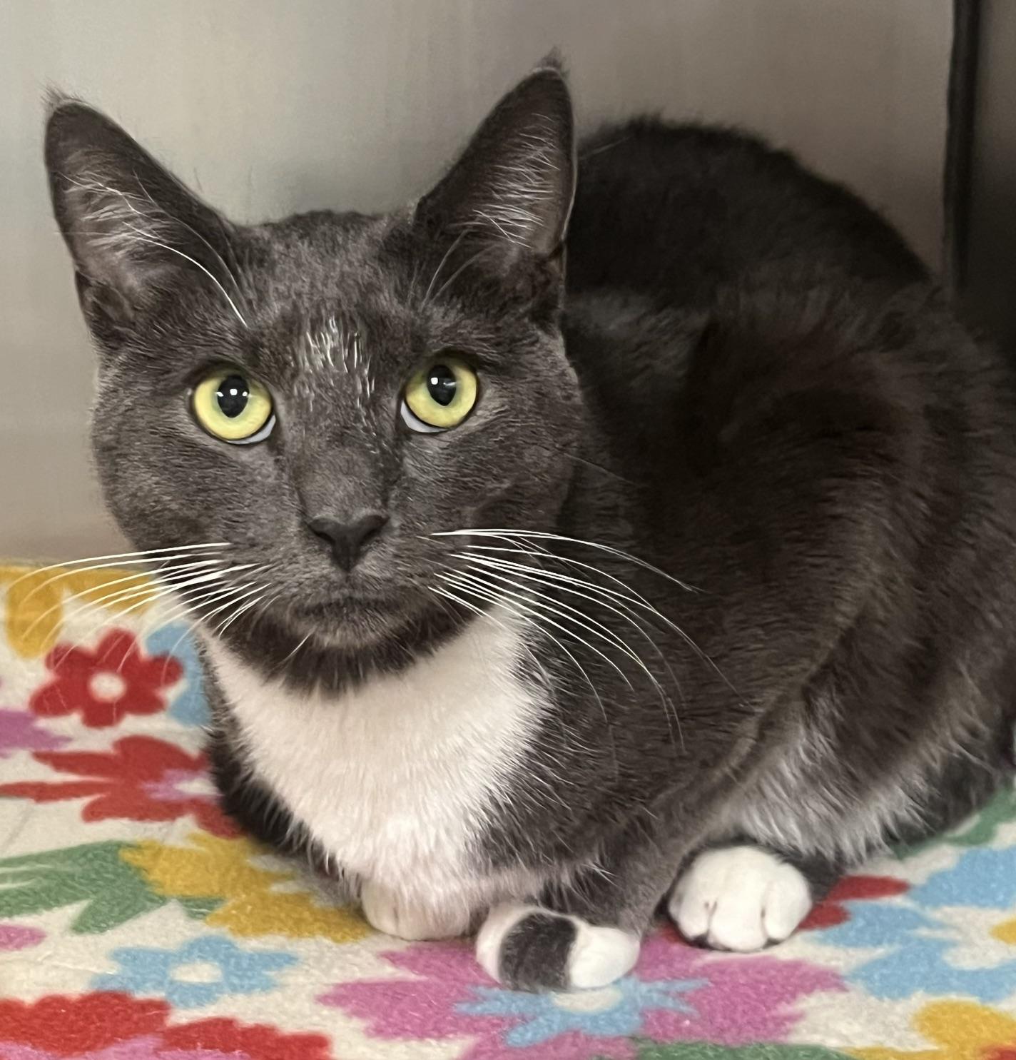 Enlarge Joe, a Adopted Domestic Short Hair in Johnston, RI image 3/6