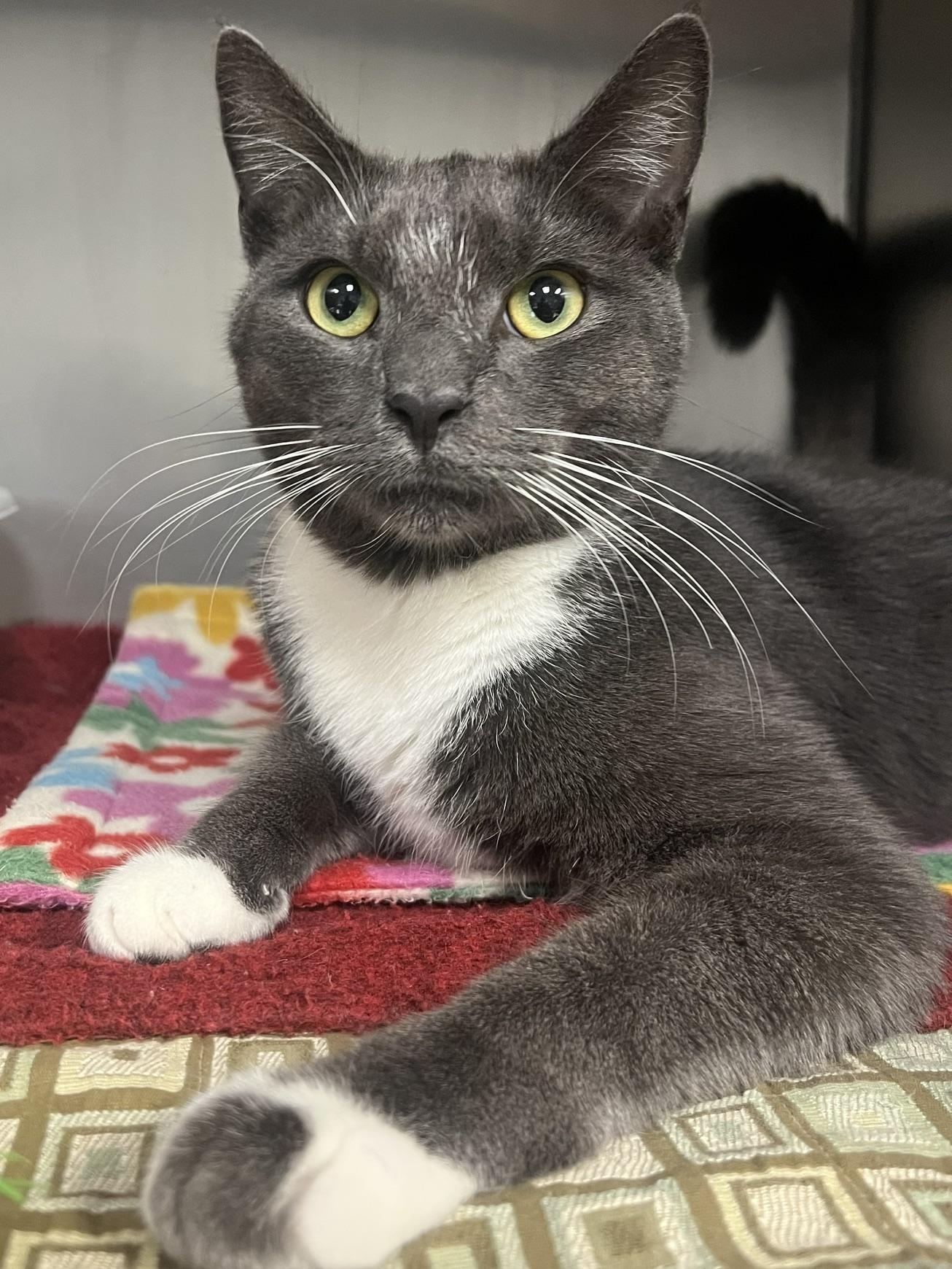 Enlarge Joe, a Adopted Domestic Short Hair in Johnston, RI image 2/6