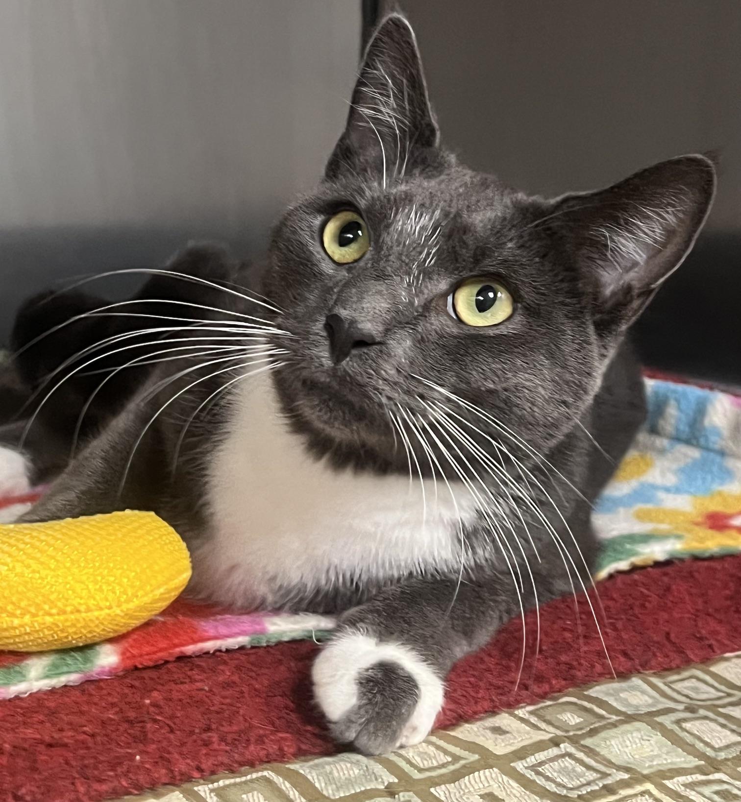 Enlarge Joe, a Adopted Domestic Short Hair in Johnston, RI image 6/6