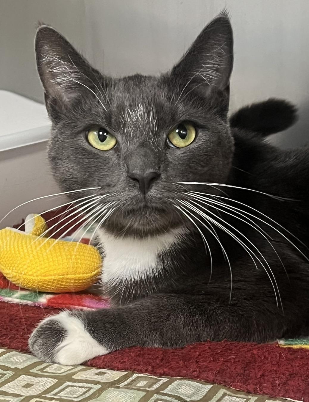 Enlarge Joe, a Adopted Domestic Short Hair in Johnston, RI image 5/6