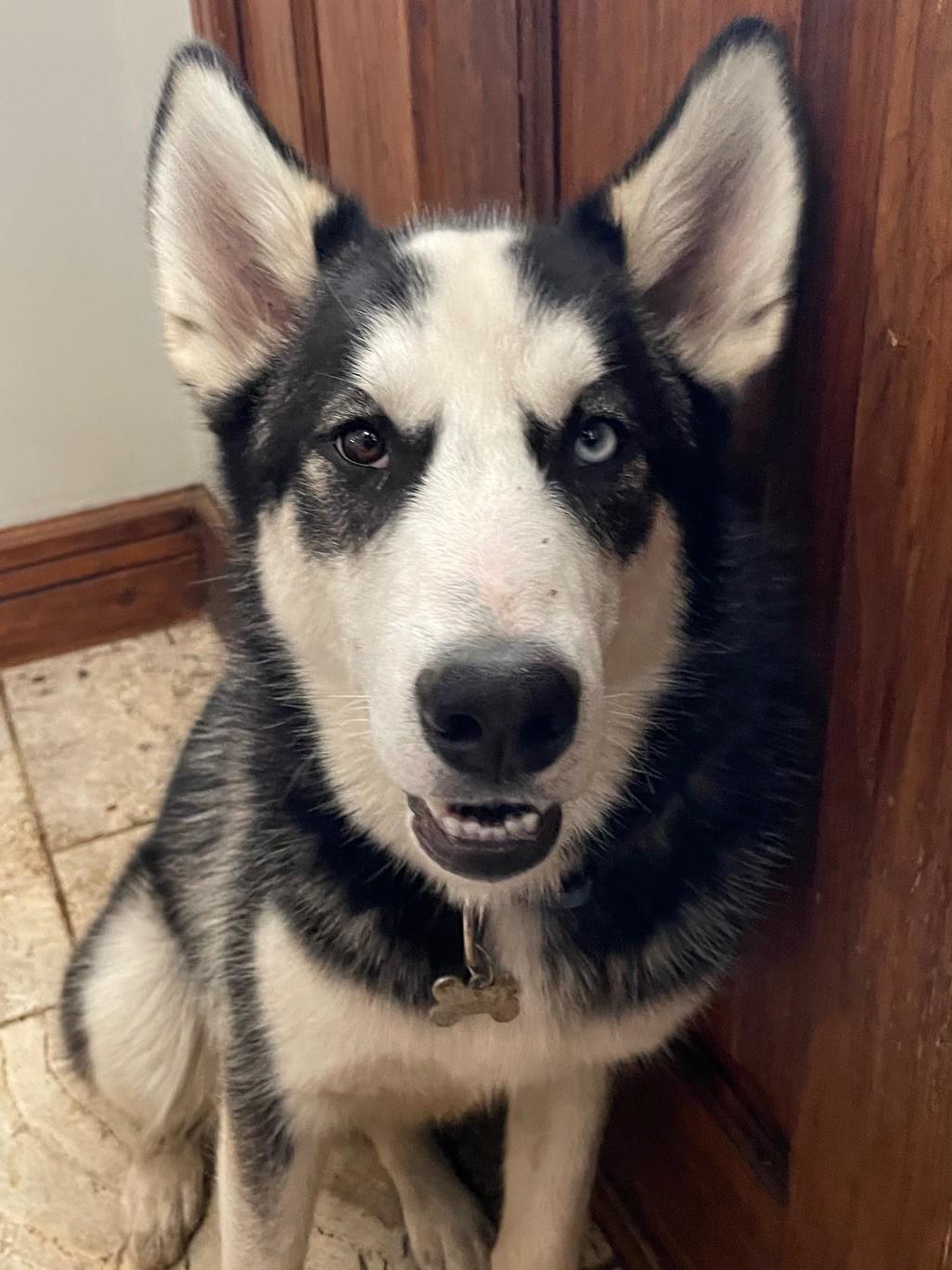 Bruce, Young Male Husky