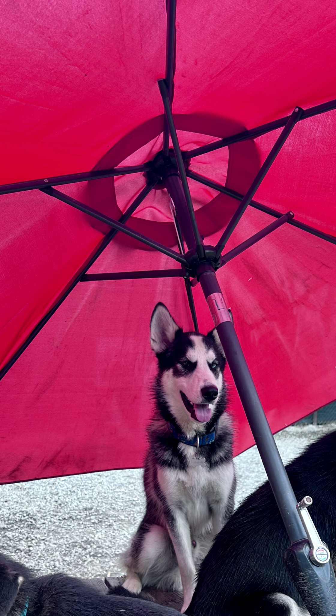 Bruce, an adoptable mixed breed in STE-MARGUERITE-DU-LAC-MASSON, QC image 1/2