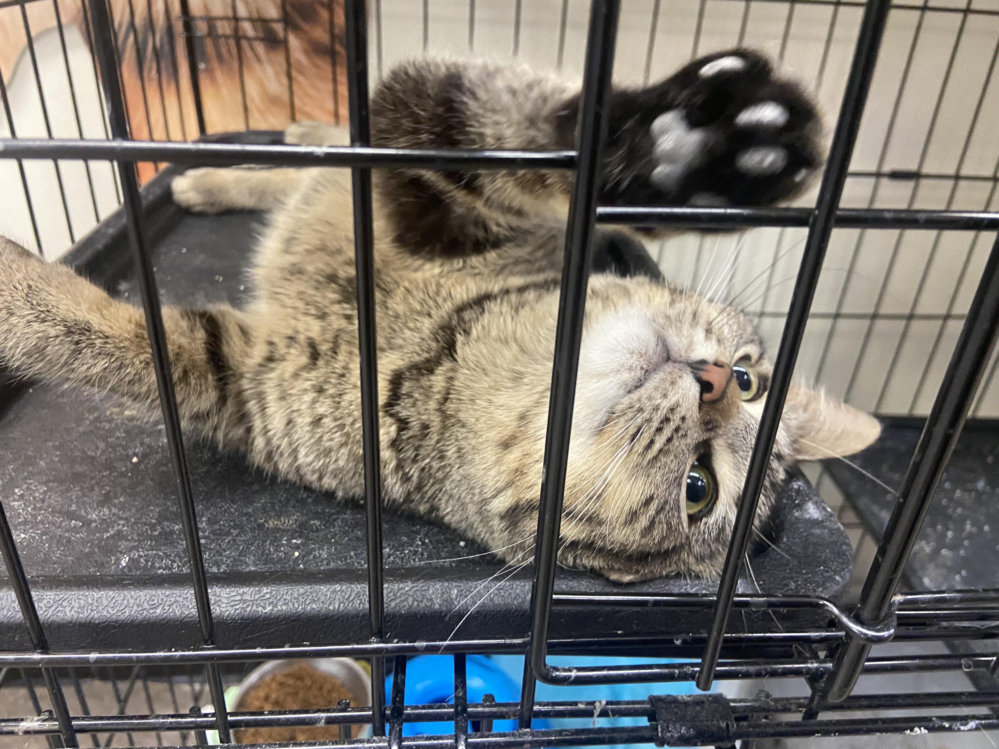 Enlarge Little lady, a Adoptable Domestic Short Hair in Waveland, IN image 1/6