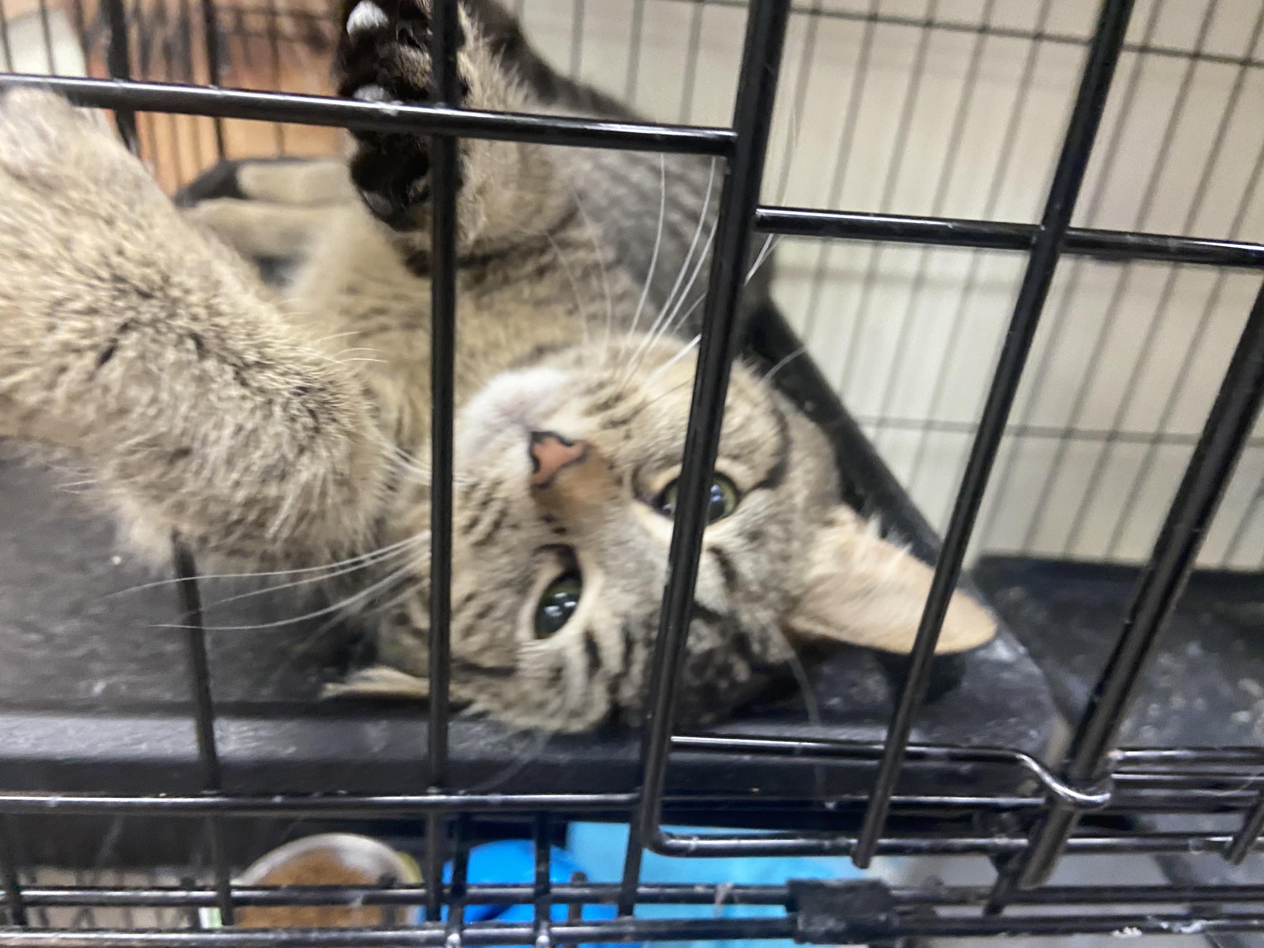 Enlarge Little lady, a Adoptable Domestic Short Hair in Waveland, IN image 2/6