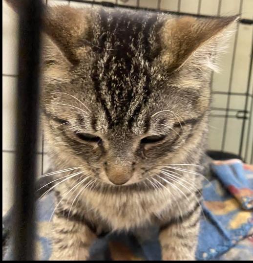 Enlarge Little lady, a Adoptable Domestic Short Hair in Waveland, IN image 3/6