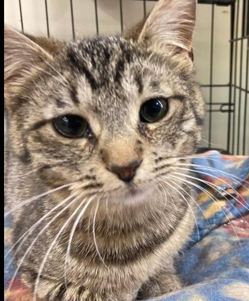 Enlarge Little lady, a Adoptable Domestic Short Hair in Waveland, IN image 4/6