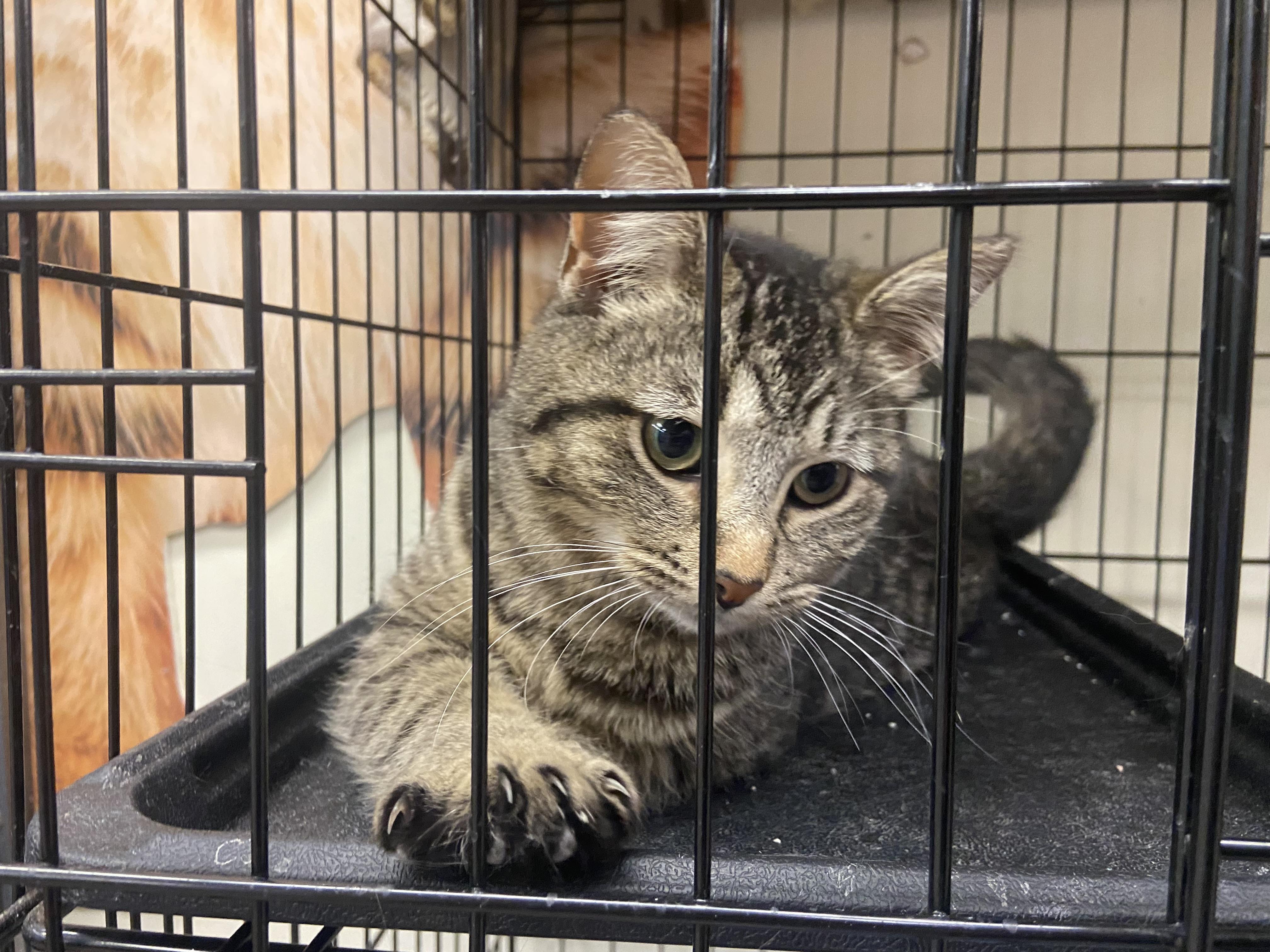 Enlarge Little lady, a Adoptable Domestic Short Hair in Waveland, IN image 5/6