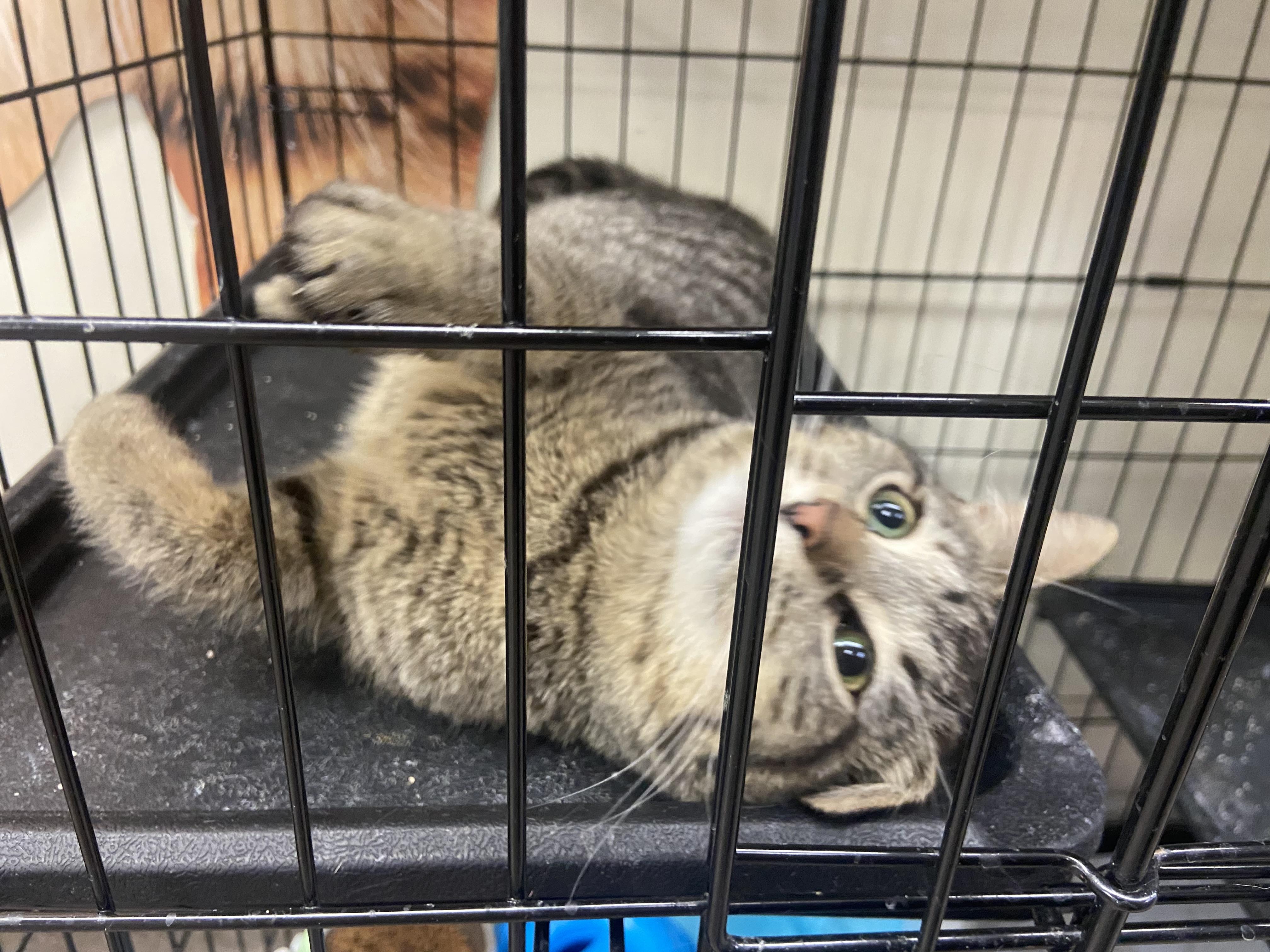 Enlarge Little lady, a Adoptable Domestic Short Hair in Waveland, IN image 6/6