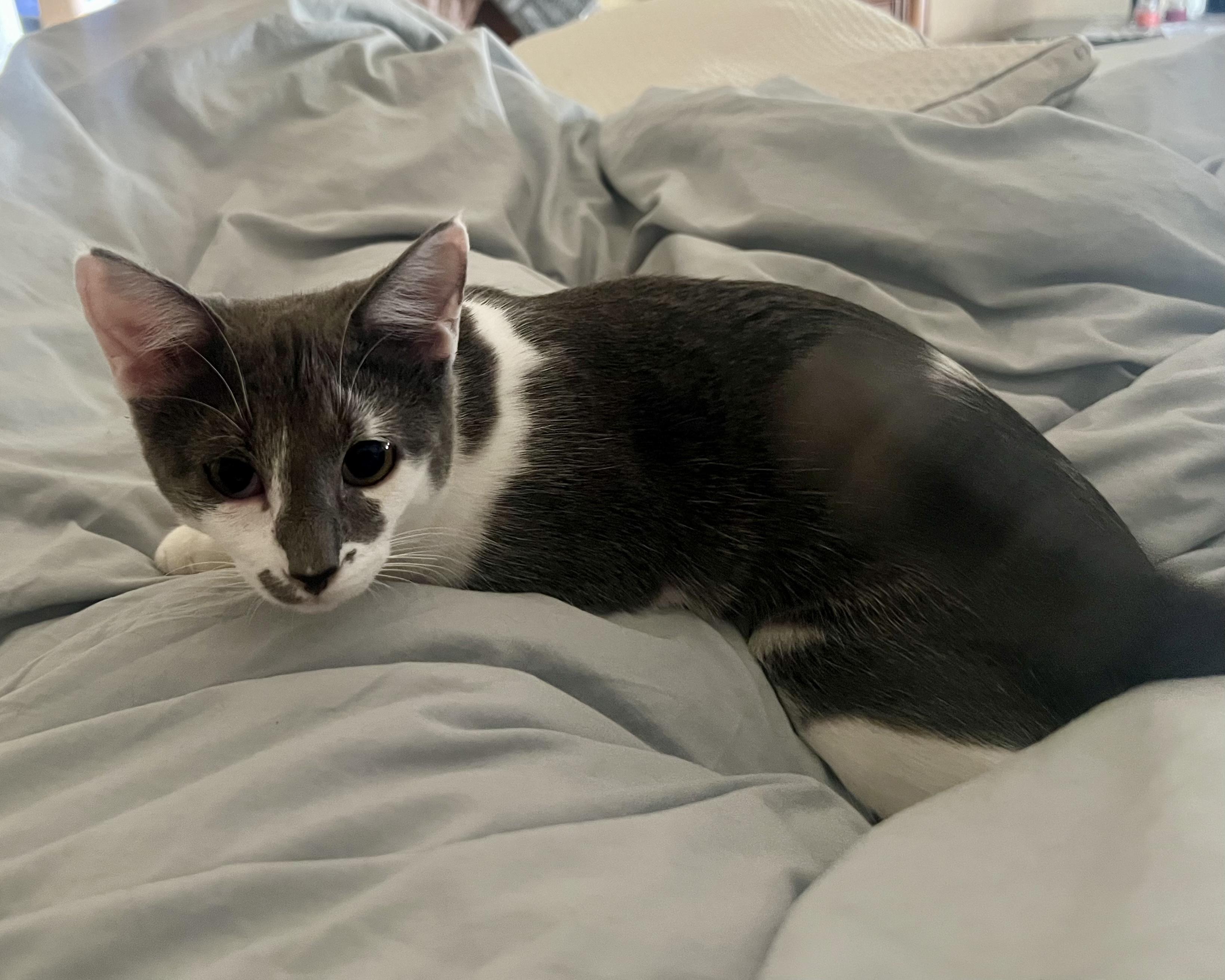 Melody, a Adoptable mixed breed in San Antonio, TX image 4/6