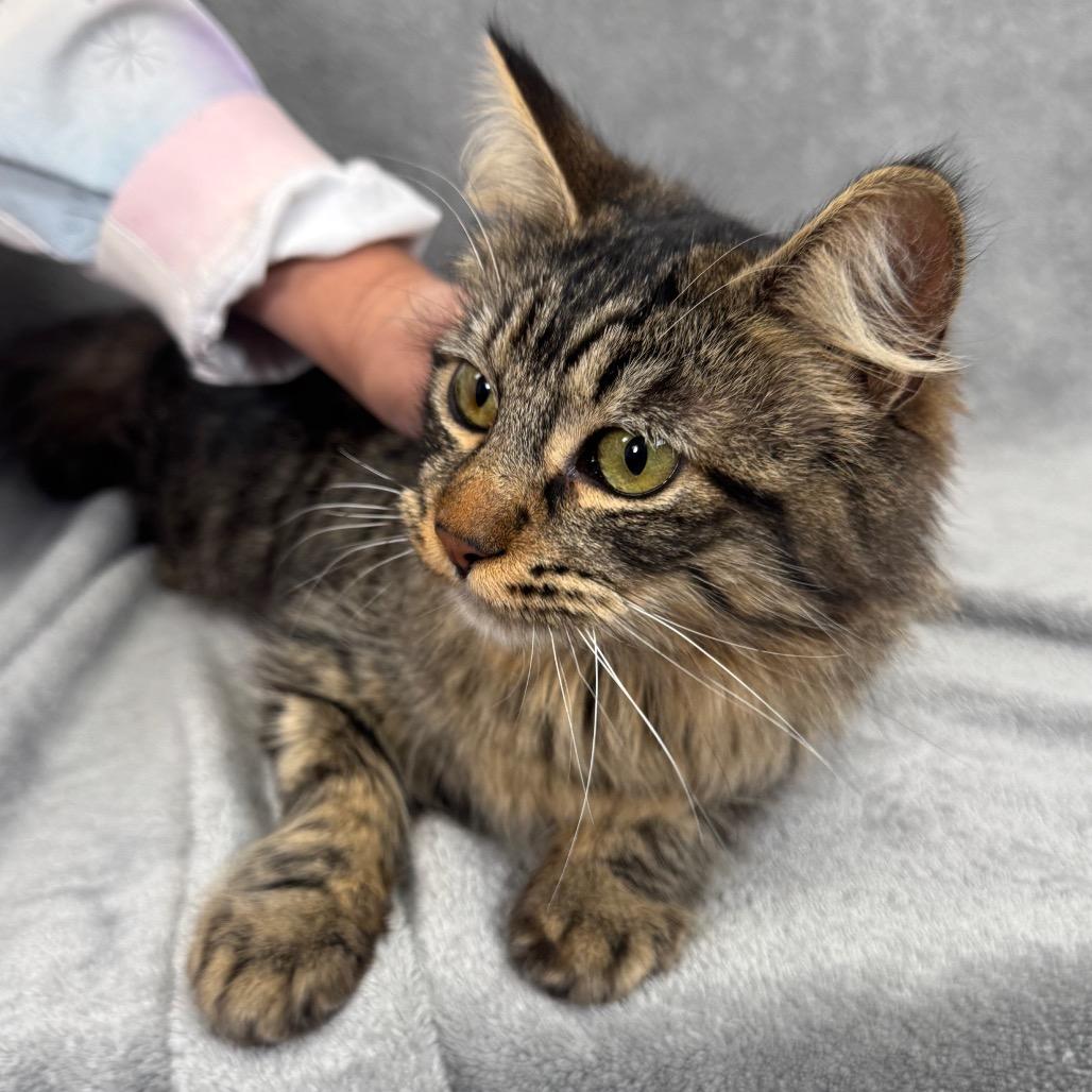 Leona, Adoptable, Young Female Domestic Medium Hair.