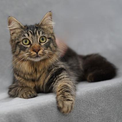 Enlarge Leona, a Adoptable Domestic Medium Hair in Sunnyvale, CA image 2/3