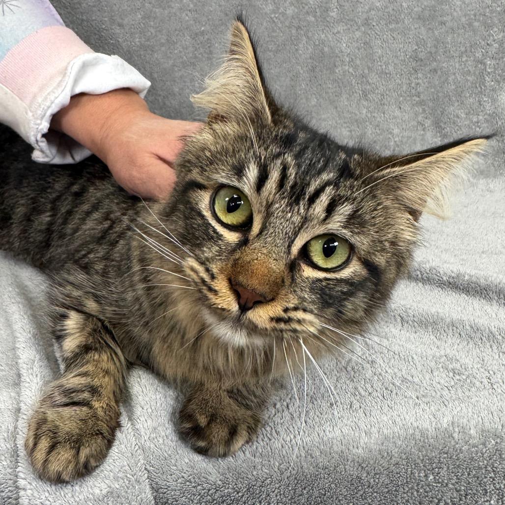 Enlarge Leona, a Adoptable Domestic Medium Hair in Sunnyvale, CA image 3/3